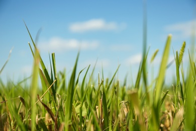 Photo of Green grass in field on sunny day, closeup