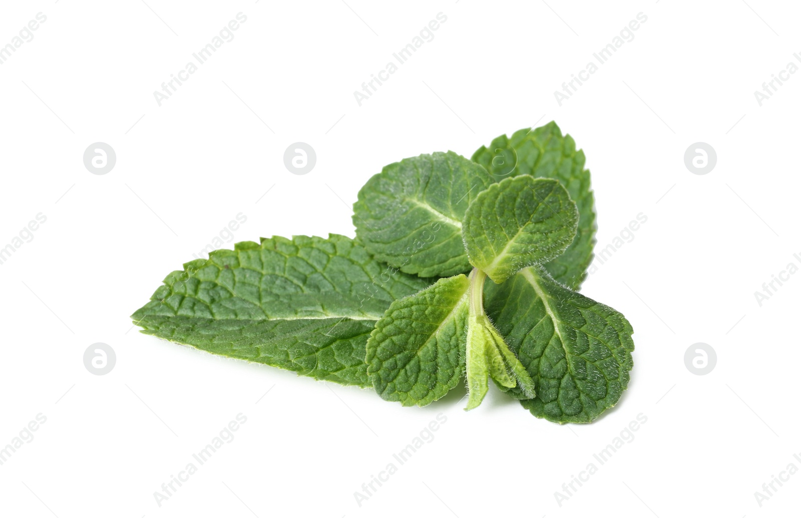 Photo of Twig of fresh mint isolated on white