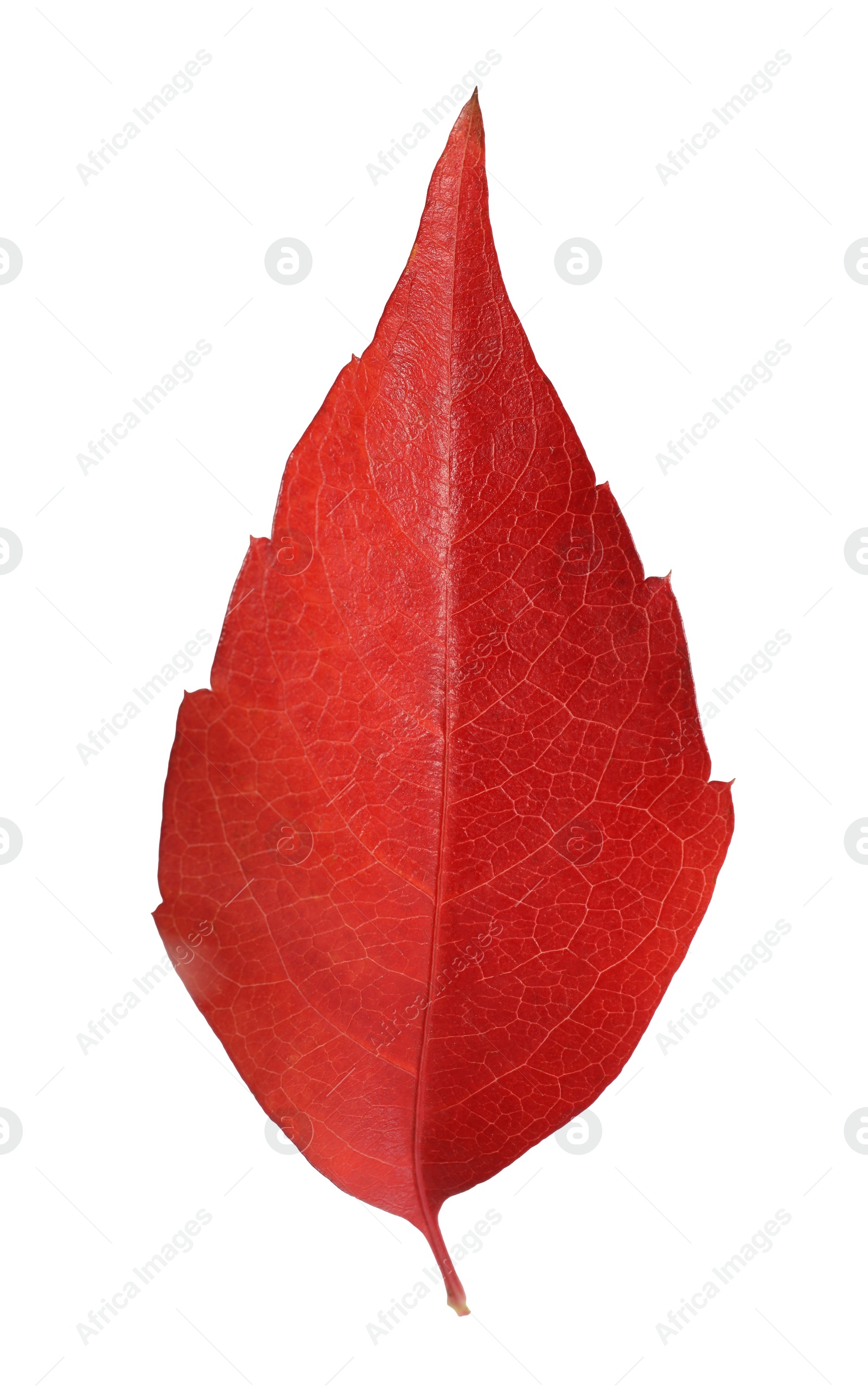 Photo of One beautiful red leaf isolated on white. Autumn season