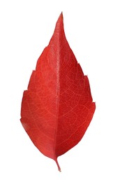 One beautiful red leaf isolated on white. Autumn season