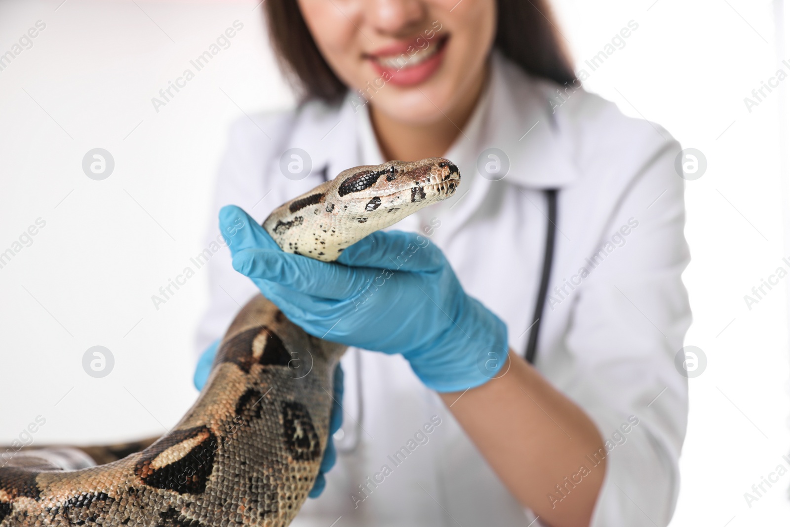 Photo of Female veterinarian examining boa constrictor in clinic, closeup