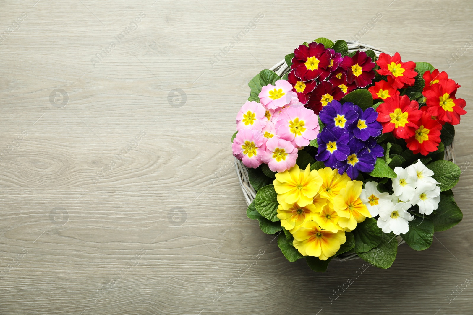 Photo of Primrose Primula Vulgaris flowers on floor, top view with space for text. Spring season