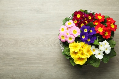 Photo of Primrose Primula Vulgaris flowers on floor, top view with space for text. Spring season