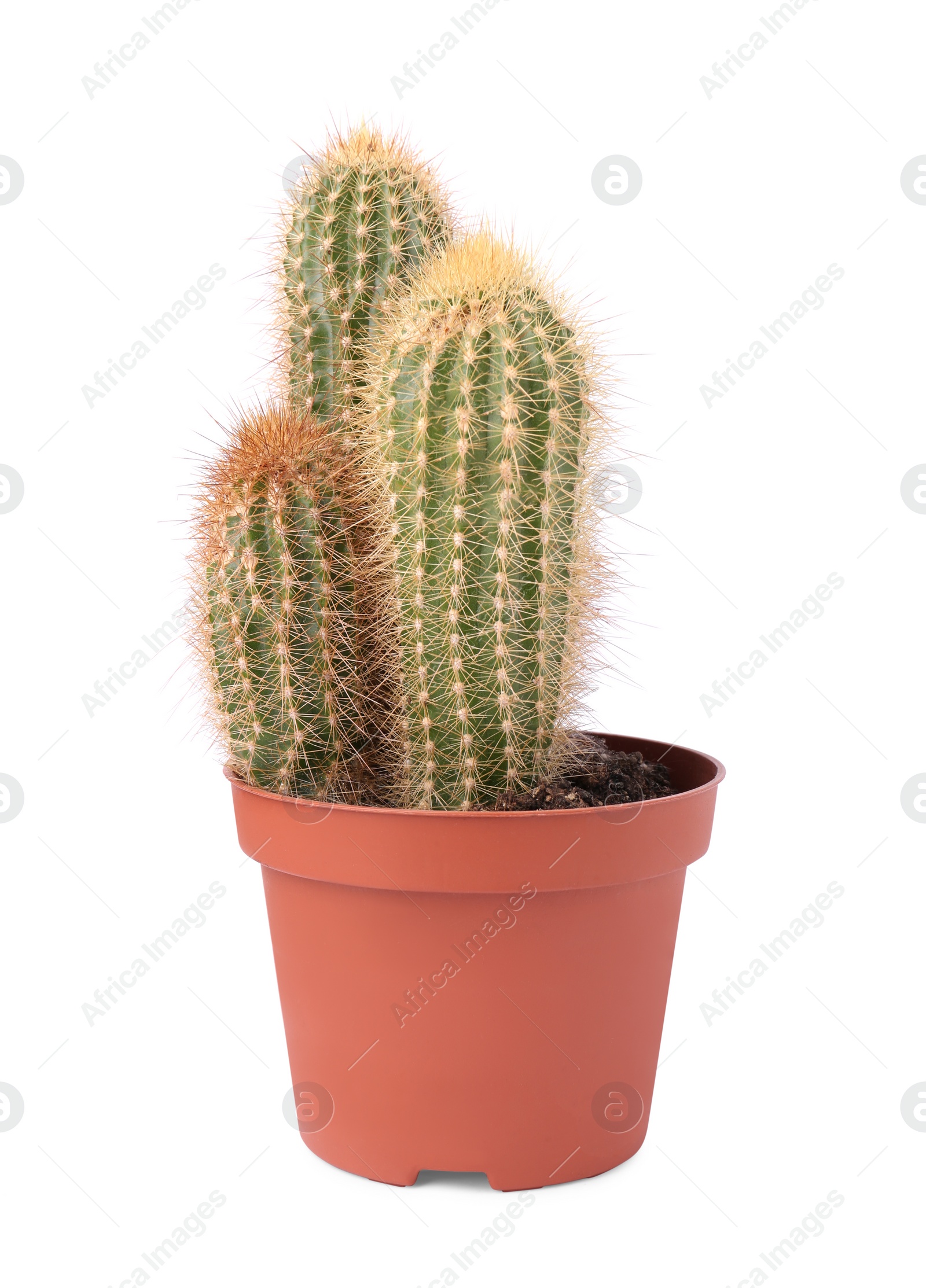 Photo of Beautiful green cactus in pot isolated on white. Tropical plant