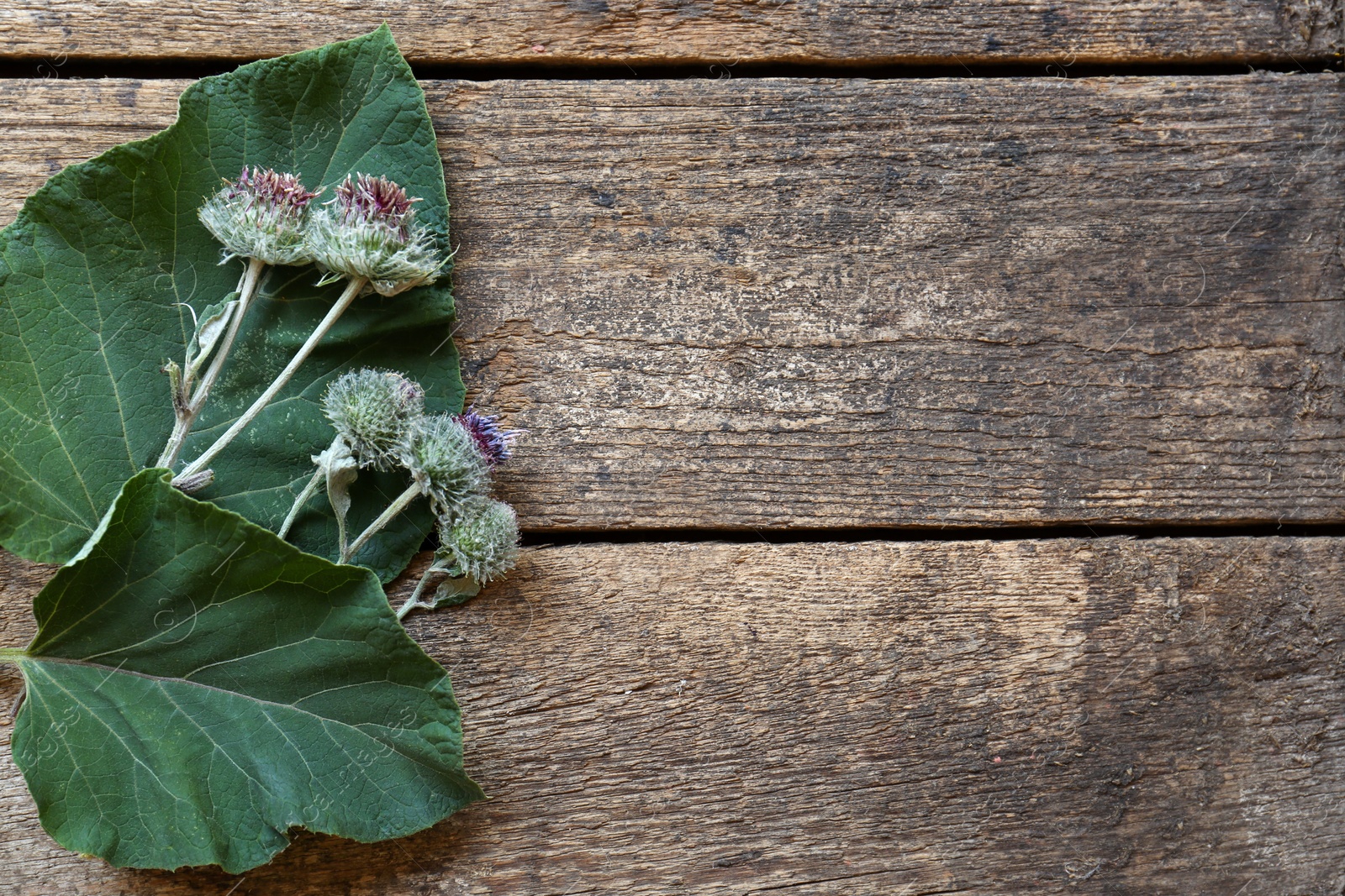 Photo of Fresh green burdock leaves and flowers on wooden table, flat lay. Space for text