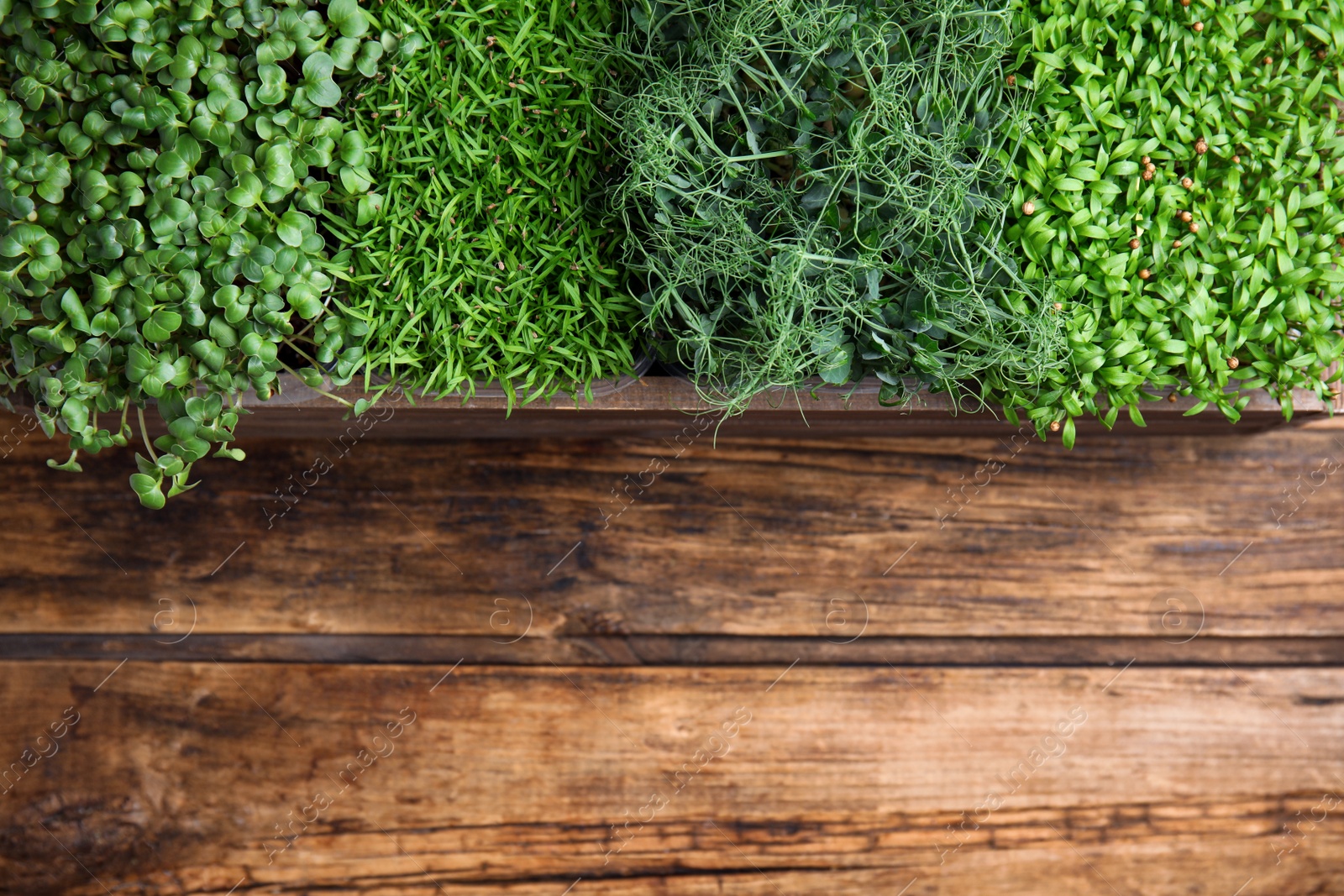 Photo of Fresh organic microgreens on wooden table, top view. Space for text