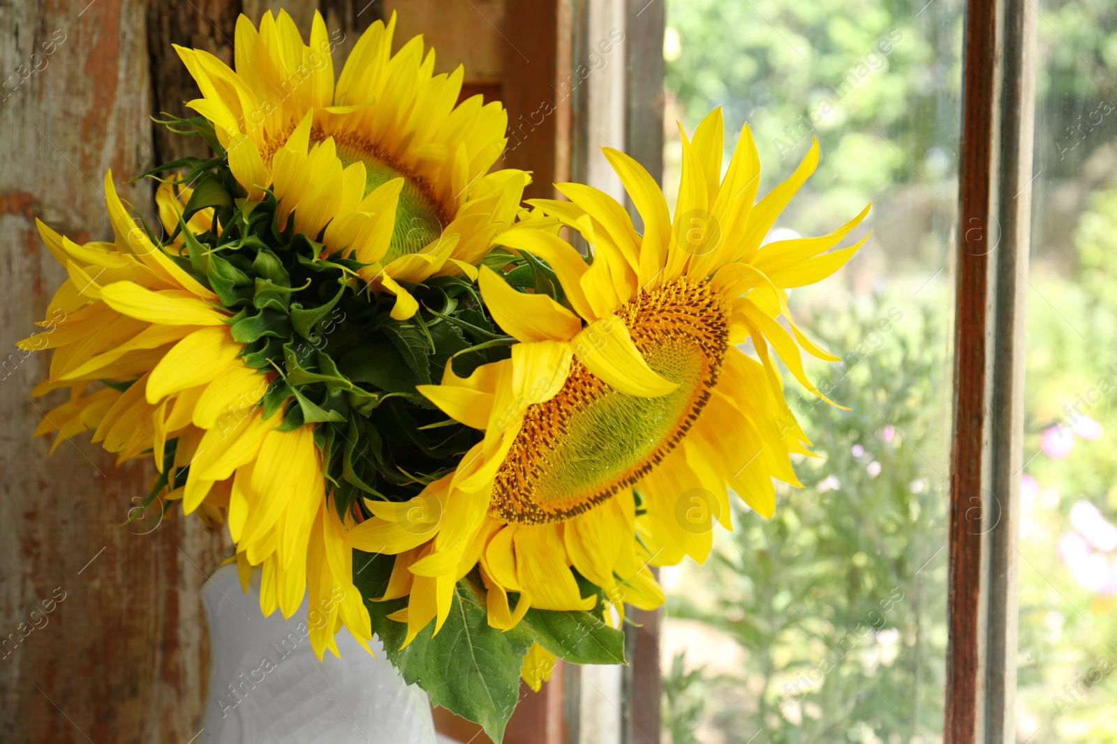Photo of Beautiful sunflowers in vase near window indoors, closeup