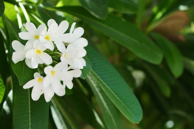 Beautiful white flowers at tropical resort on sunny day