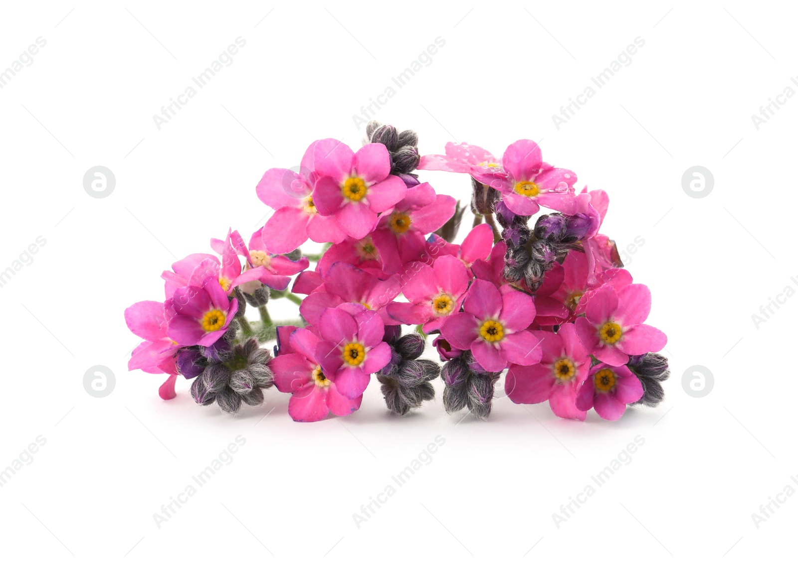 Photo of Beautiful pink Forget-me-not flowers isolated on white