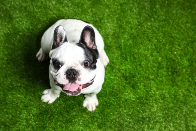 Photo of French bulldog on green grass, above view. Space for text