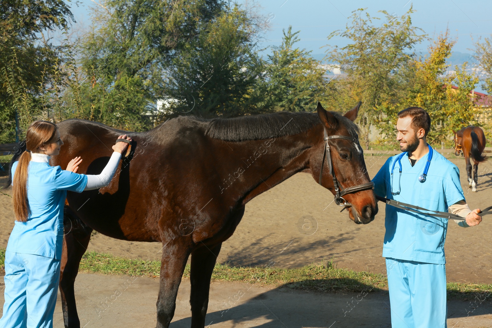 Photo of Veterinarians in uniform brushing beautiful brown horse outdoors