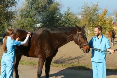 Veterinarians in uniform brushing beautiful brown horse outdoors