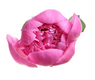 Beautiful blooming peony flower on white background