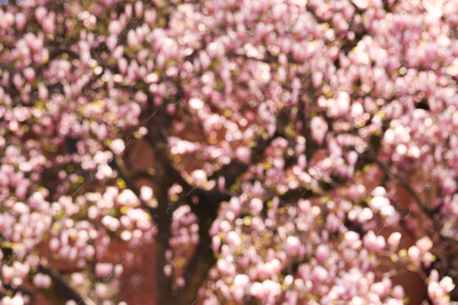 Photo of Blurred view of beautiful tree with pink blossom outdoors. Bokeh effect