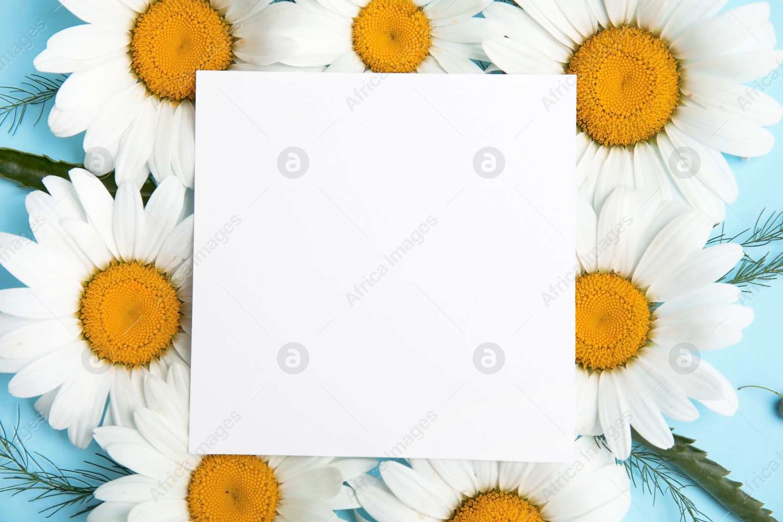 Photo of Beautiful floral composition with chamomile flowers and card, top view