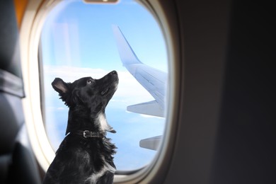 Image of Travelling with pet. Cute long haired dog near window in airplane