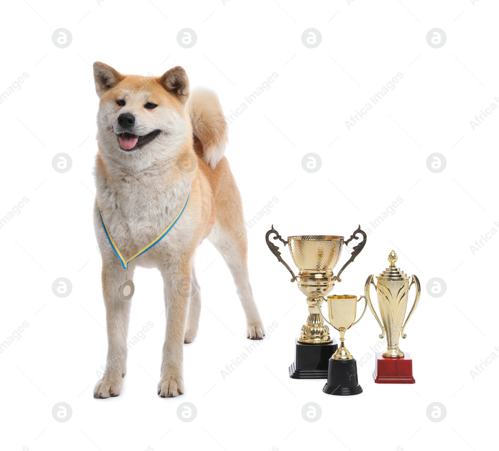 Photo of Adorable Akita Inu dog with champion trophies on white background