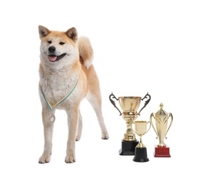 Adorable Akita Inu dog with champion trophies on white background