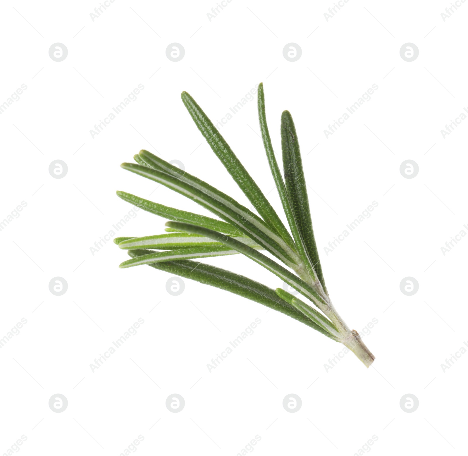 Photo of Fresh green rosemary leaves on white background