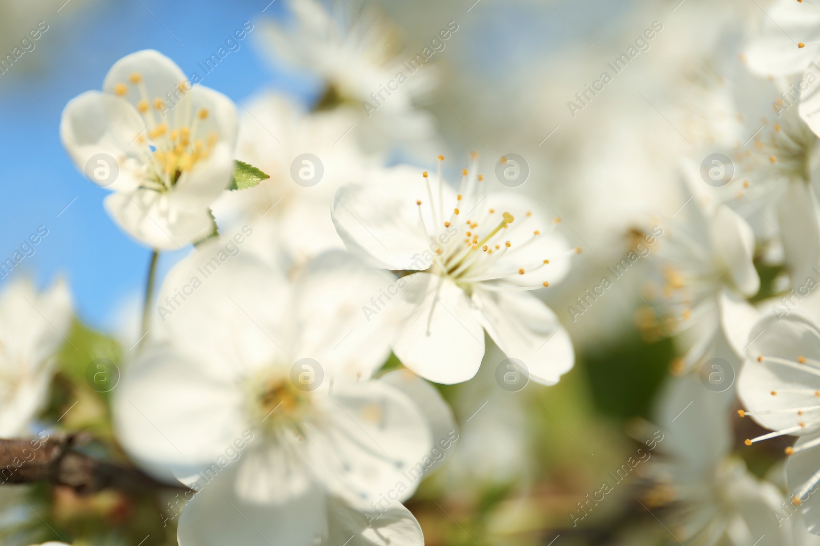 Photo of Blossoming cherry tree, closeup