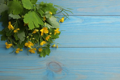 Photo of Celandine with yellow flowers and green leaves on light blue wooden table, flat lay. Space for text