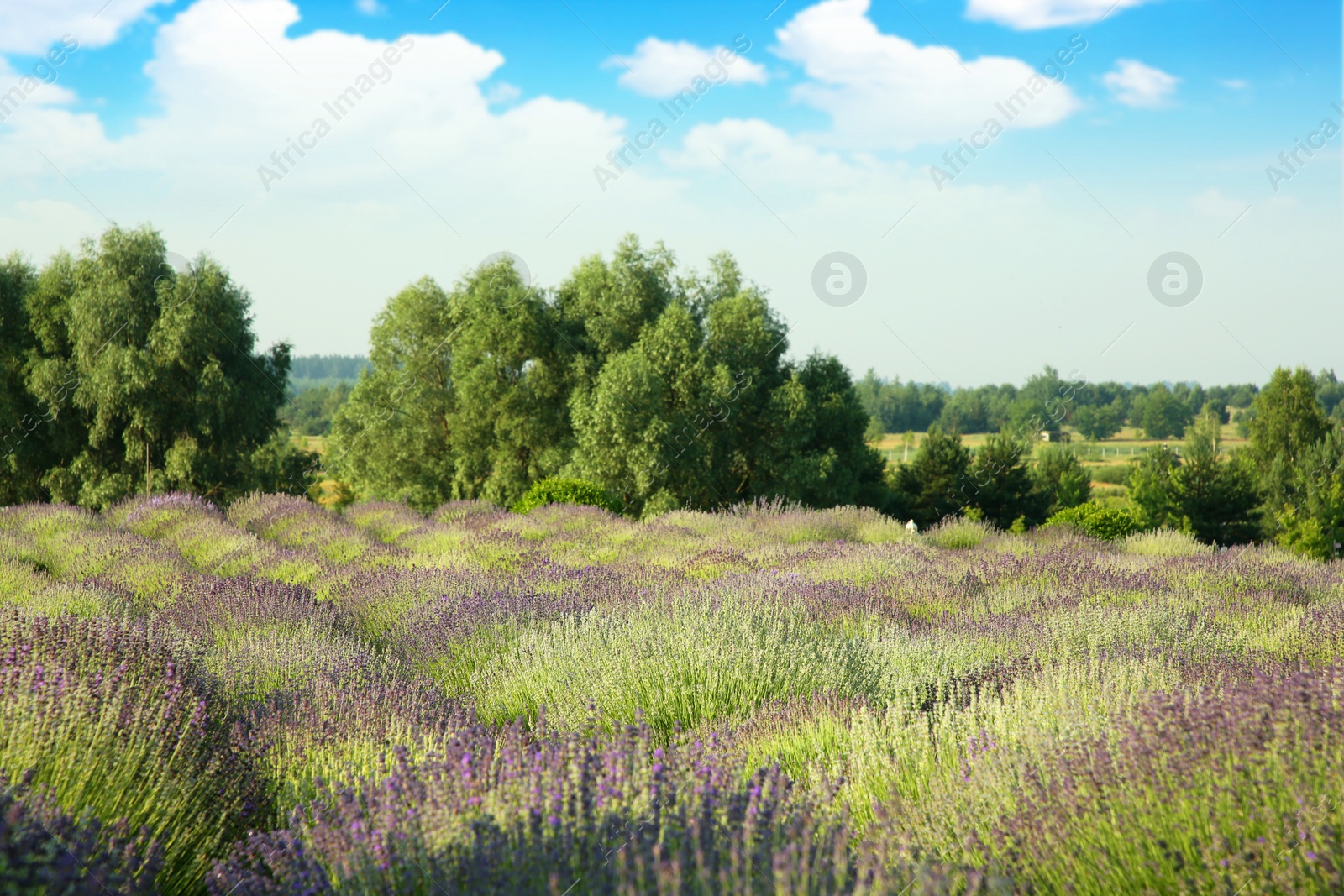 Photo of Beautiful view of blooming lavender growing in field