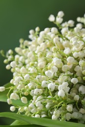 Beautiful lily of the valley flowers on blurred green background, closeup