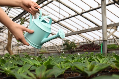 Woman watering fresh growing seedlings in greenhouse, closeup. Space for text