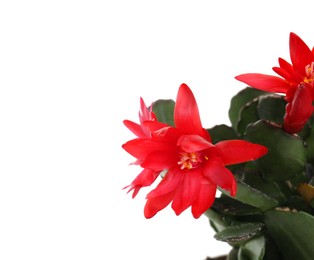 Photo of Beautiful red Schlumbergera (Christmas or Thanksgiving cactus) isolated on white, closeup