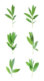 Image of Set of green peony leaves on white background