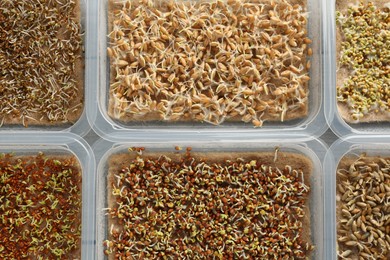 Photo of Growing microgreens. Different sprouted seeds in containers on table, flat lay