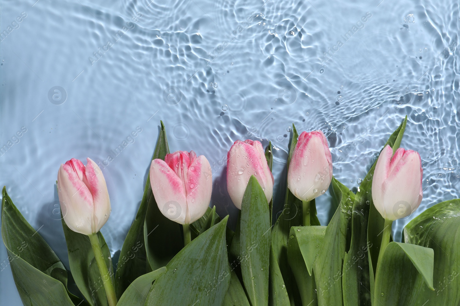 Photo of Beautiful tulips in water on light blue background, top view. Space for text