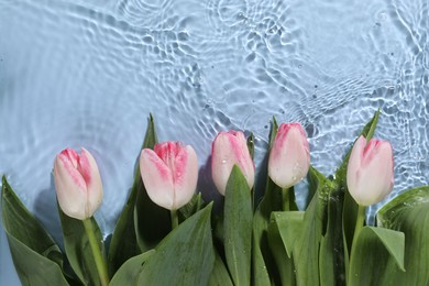 Beautiful tulips in water on light blue background, top view. Space for text