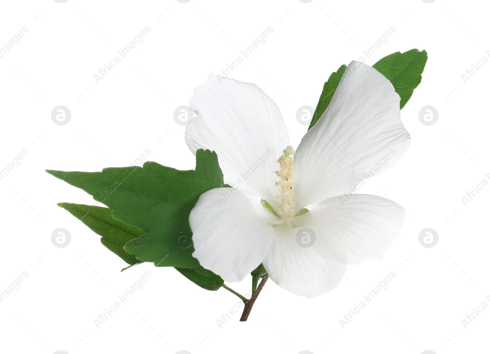 Photo of Beautiful tropical Hibiscus flower on white background