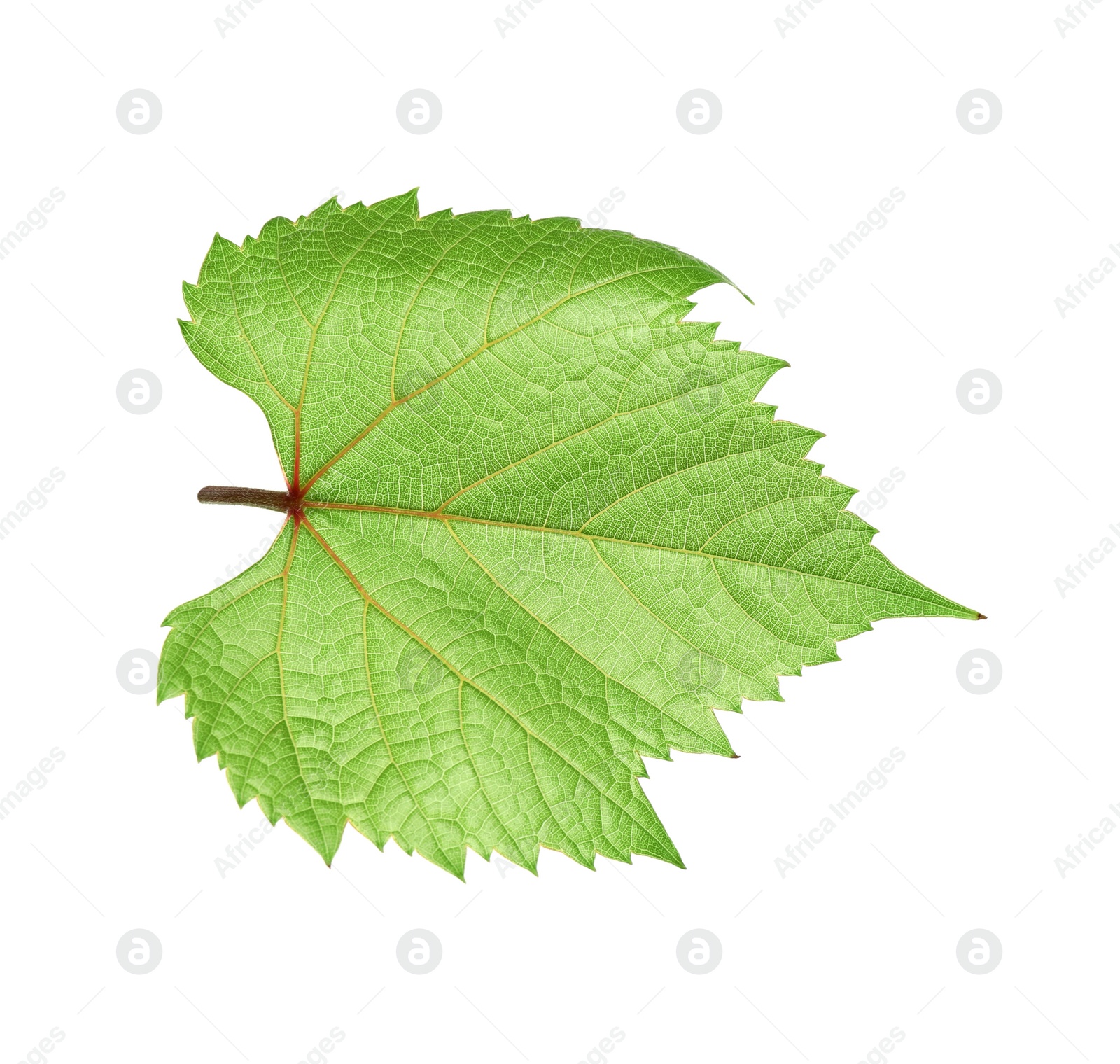 Photo of Fresh green grape leaf isolated on white