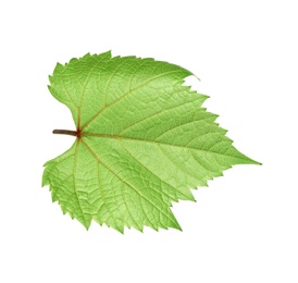 Fresh green grape leaf isolated on white