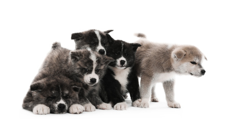 Cute Akita inu puppies on white background. Friendly dogs