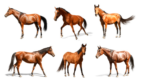 Image of Collage with photos of horses on white background, banner design. Beautiful pet