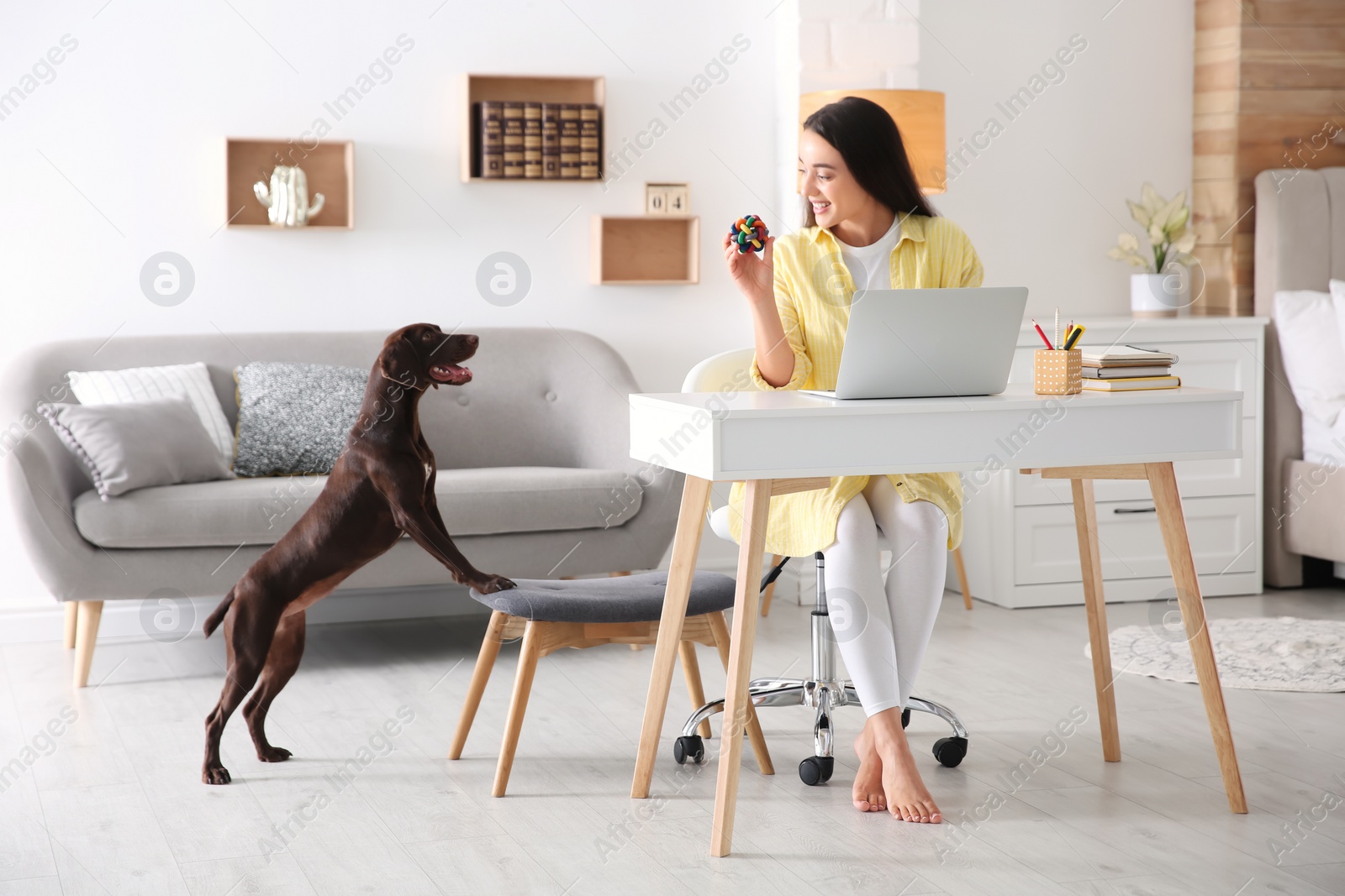 Photo of Young woman getting distracted by her dog while working with laptop in home office