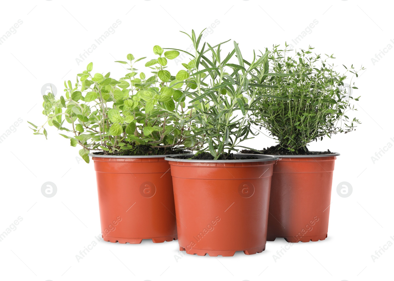 Photo of Different aromatic potted herbs on white background