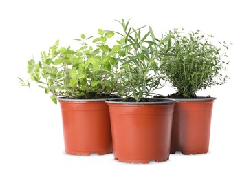 Different aromatic potted herbs on white background