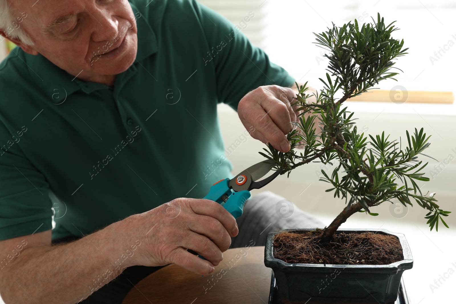 Photo of Senior man taking care of Japanese bonsai plant indoors. Creating zen atmosphere at home