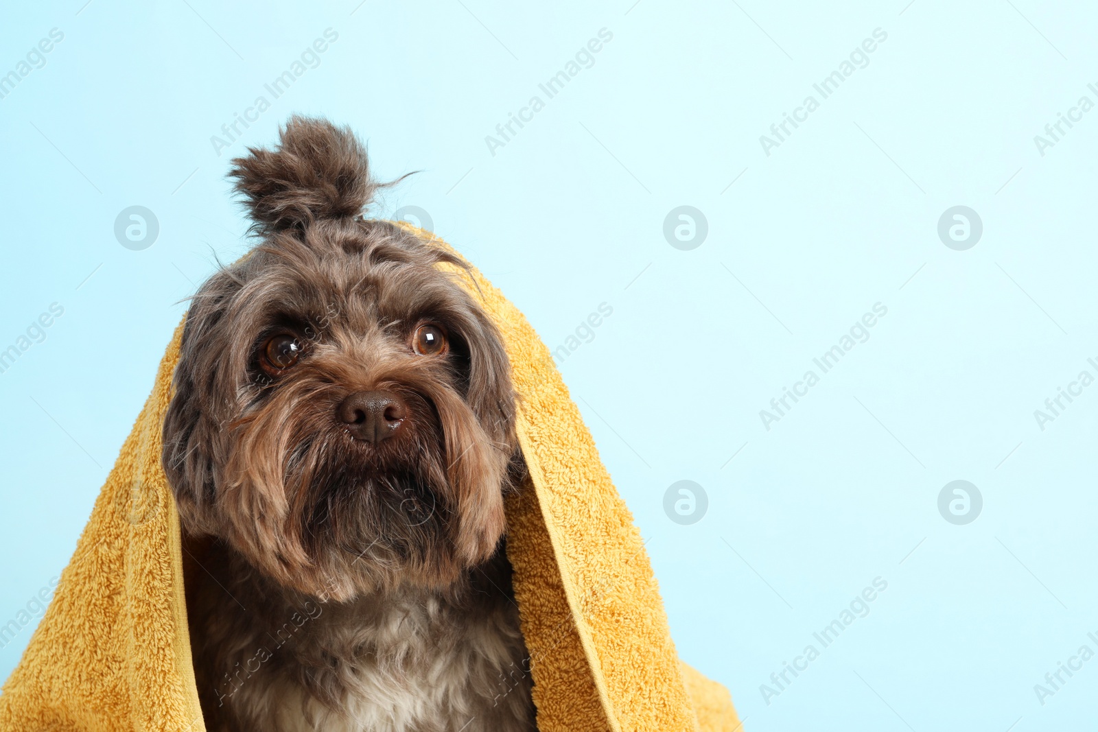 Photo of Cute Maltipoo dog with towel on light blue background, space for text. Lovely pet