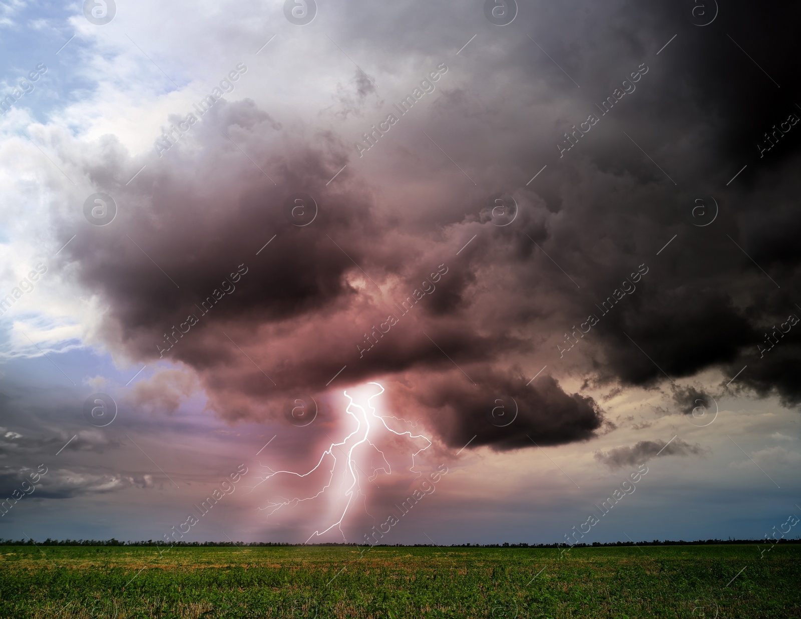 Image of Picturesque thunderstorm over green field. Lightning striking from dark cloudy sky