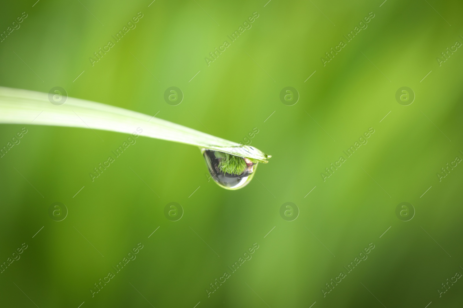 Photo of Water drop on grass blade against blurred background, closeup