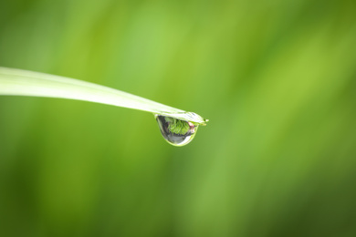 Water drop on grass blade against blurred background, closeup