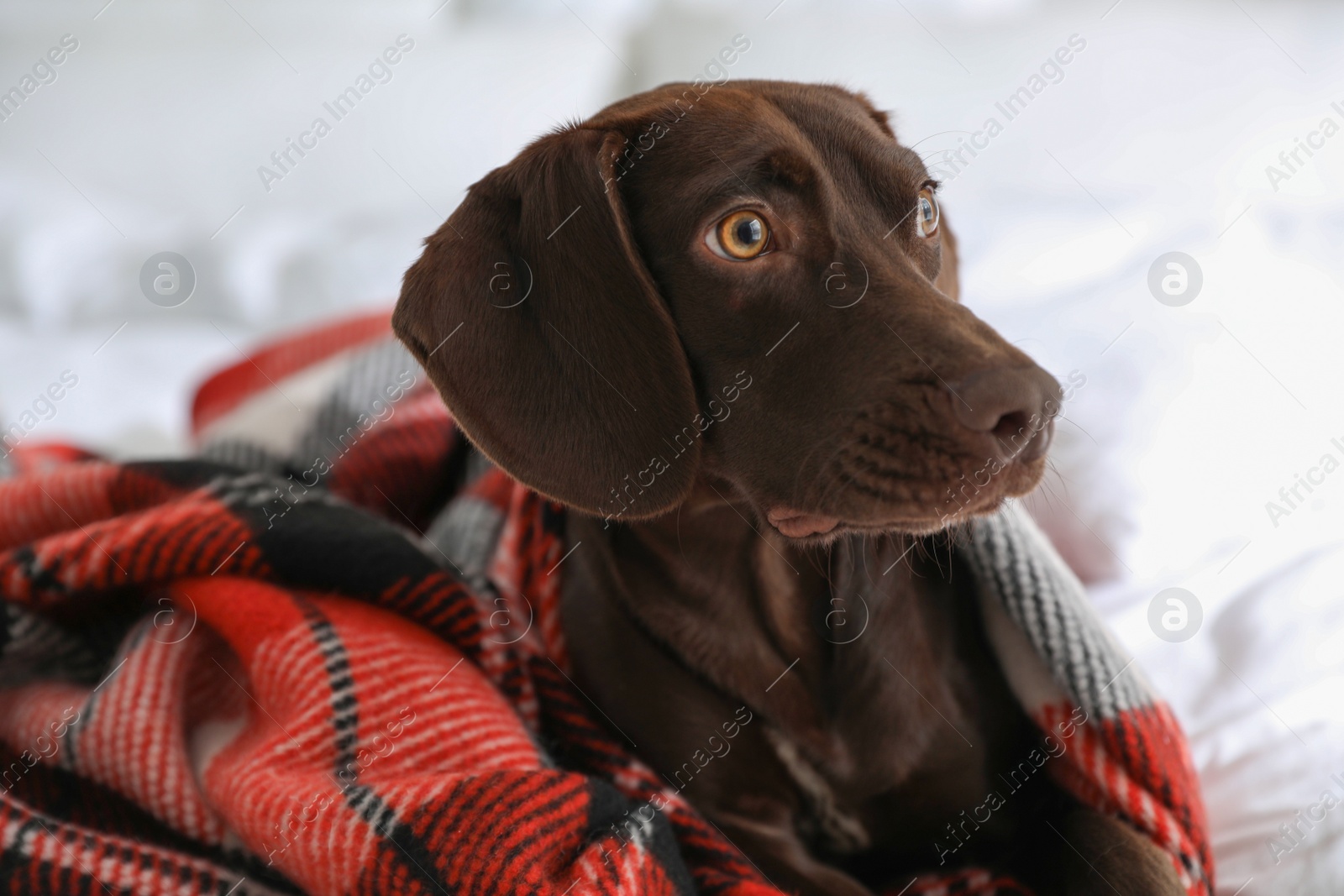 Photo of Adorable dog under plaid on bed at home, closeup