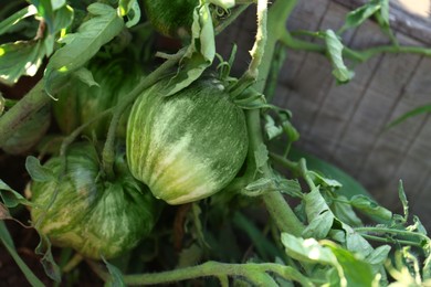 Beautiful green tomato plant growing in garden, top view. Space for text