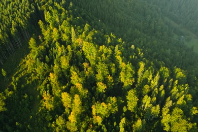 Image of Aerial view of green trees on mountain slope. Drone photography