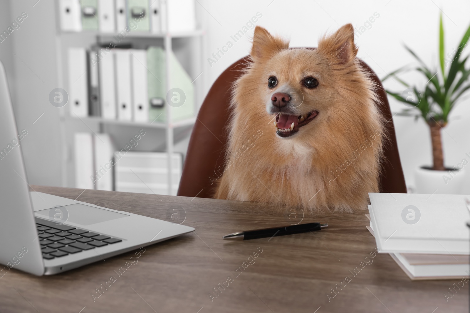 Photo of Cute Pomeranian spitz dog at table in office